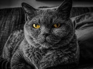 gastrite chez le chat